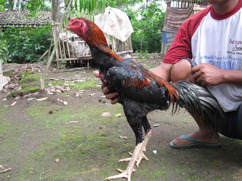 Mengenal Stamina Dan Otot Ayam Aduan