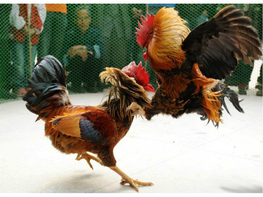 Mengenal Teknik Nikus Ayam Aduan