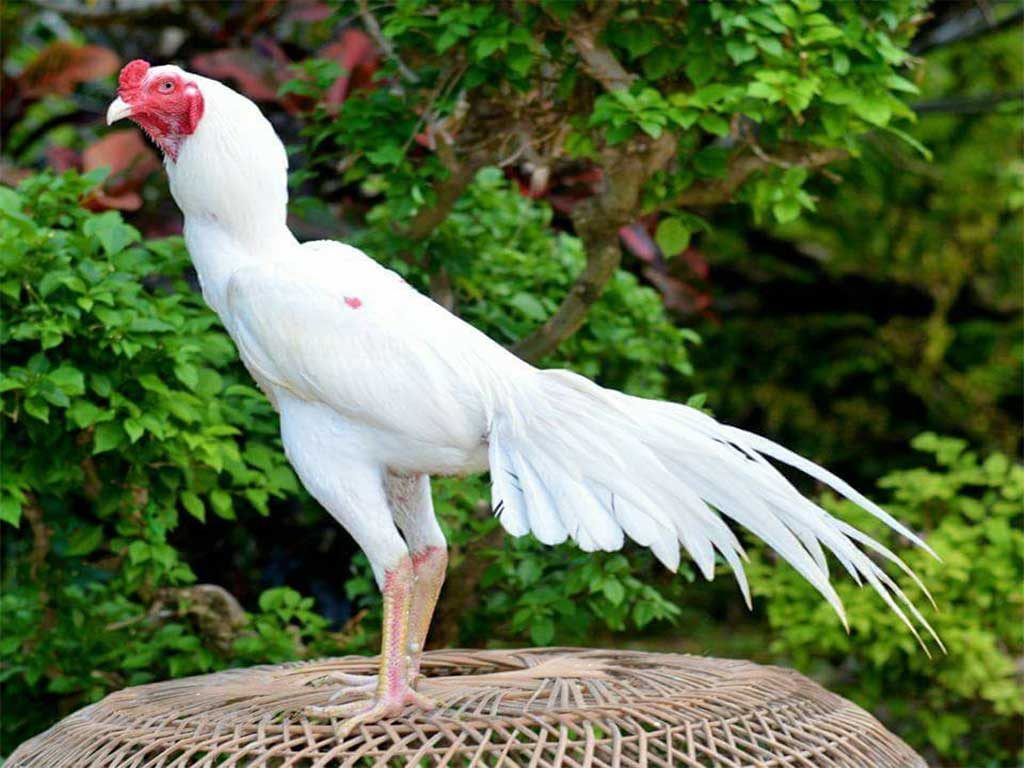 Mitos Ayam Bangkok Kinantan