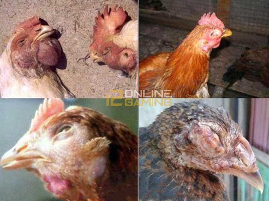 Penyakit Ayam Bangkok Yang Mematikan