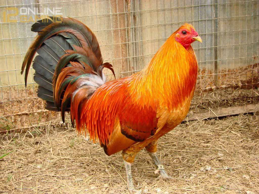 Mengenal Ayam Aduan Peruvian