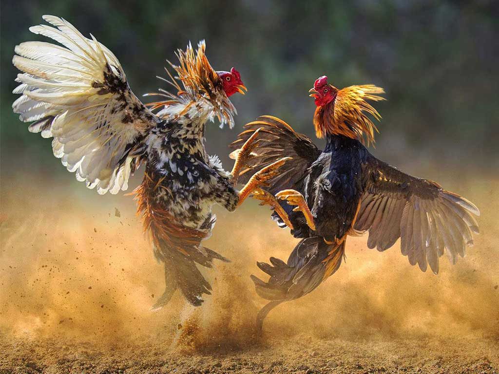 Cara Melihat Kemenangan Ayam Aduan Dalam Pertandingan