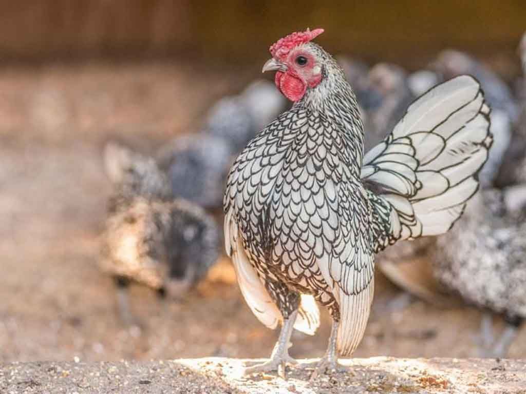 Mengenal Ayam Hias Sebright