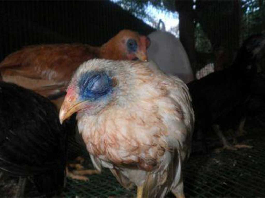 Berbagai Penyakit Pada Mata Ayam
