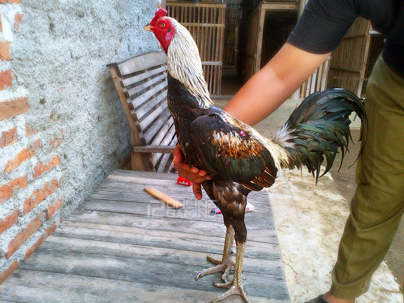 Cara Ampuh Meningkatkan Kekuatan Pukulan Ayam Aduan