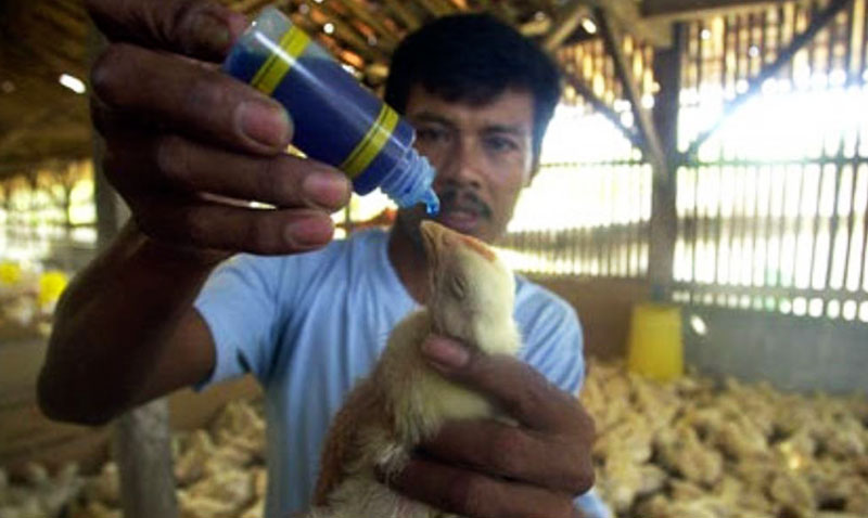 Cara Pemberian Vaksin Ke Ayam Aduan