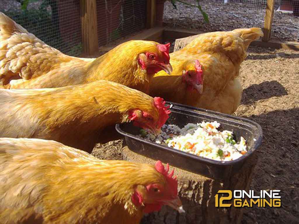 Tips Membuat Pakan Fermentasi Untuk Ayam