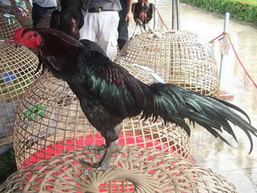 Mengenal Ayam Bangkok Gagak Limang