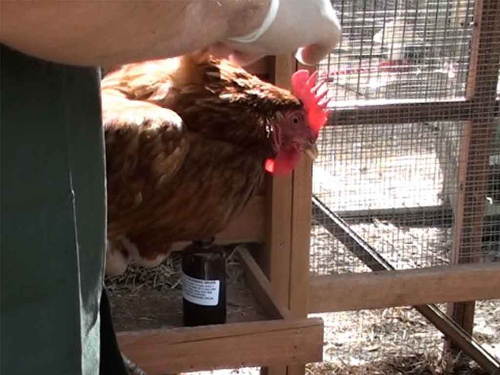 Cara Pengobatan Yang Benar Pada Ayam