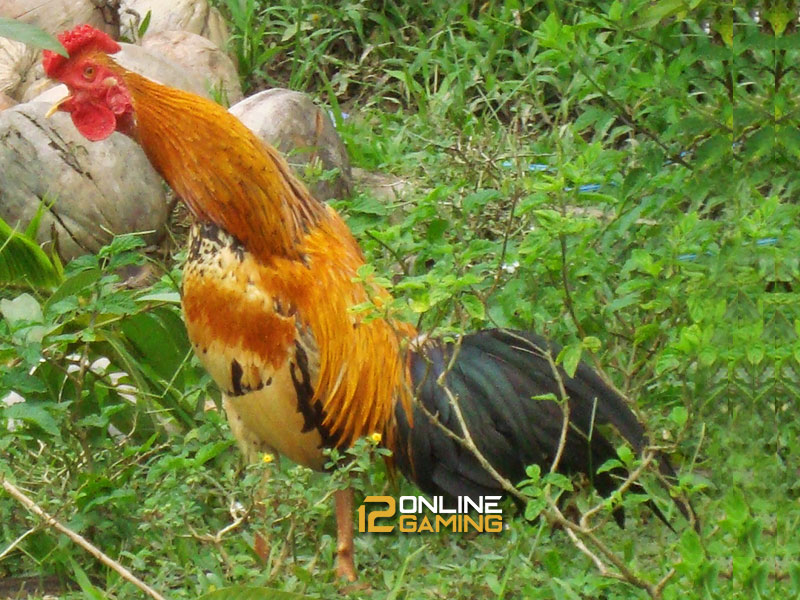 Mengenal Ayam Tolaki Dari Sulawesi