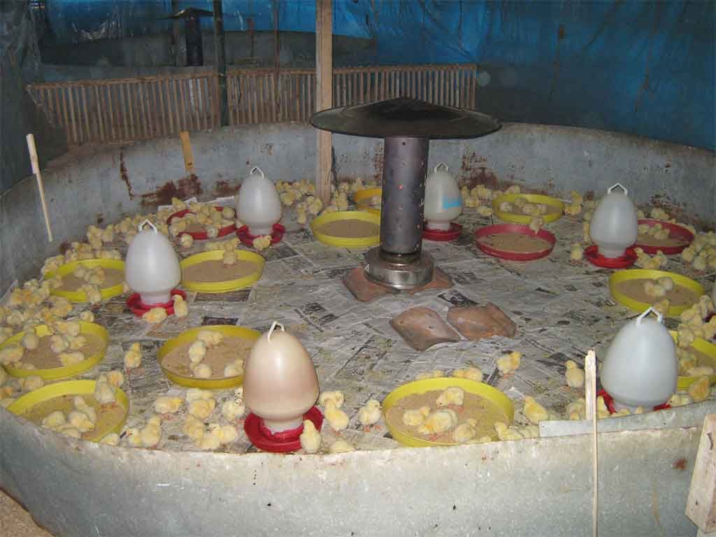 Peralatan Yang Wajib Ada Di Kandang Ayam Broiler