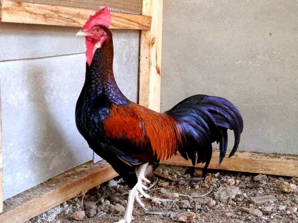 Sejarah Singkat Mengenai Ayam Bekisar