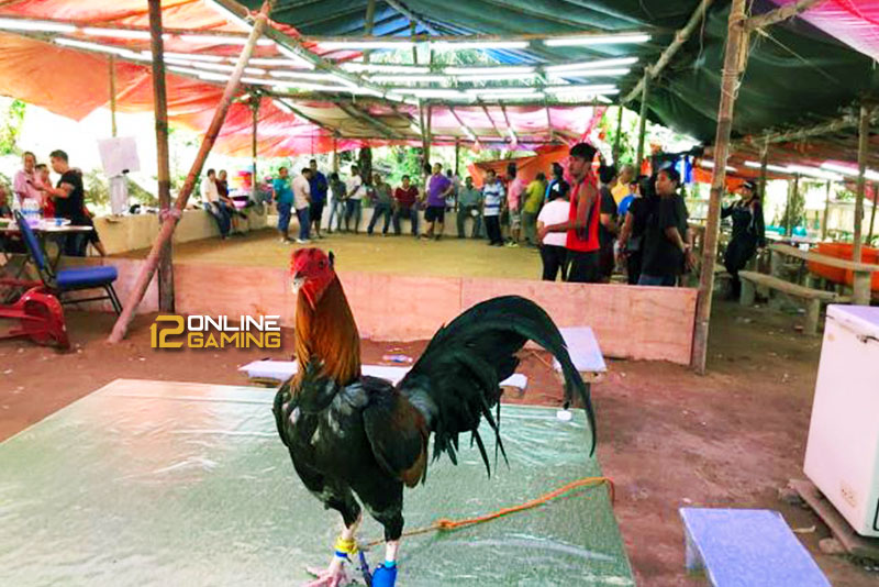 Tradisi Sabung Ayam Di Malaysia