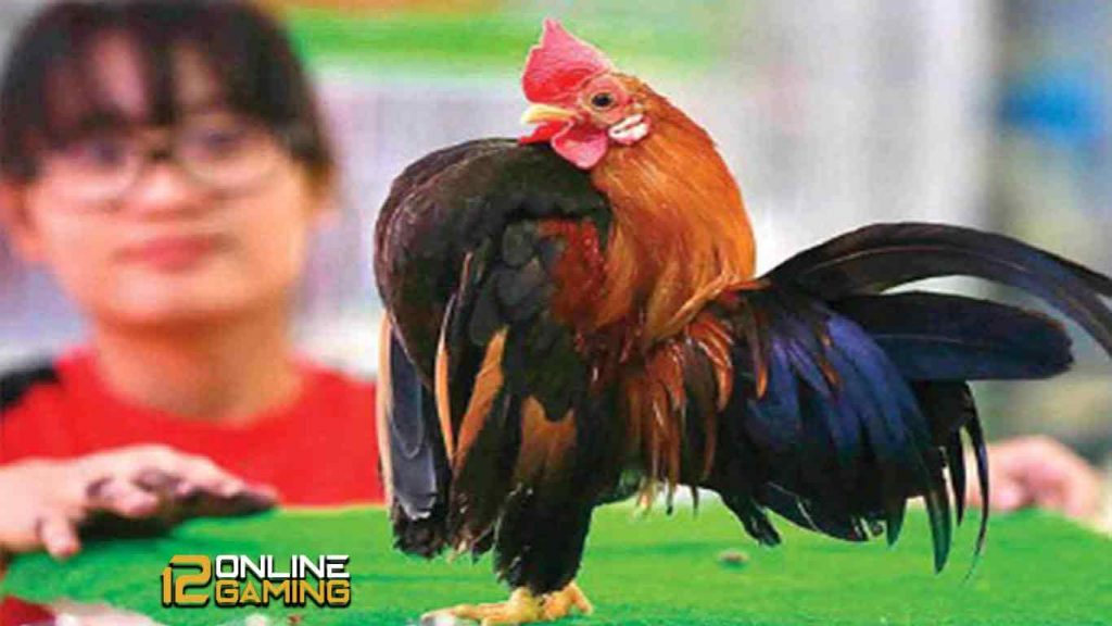 Kontes Ayam Serama Yang Menguntungkan Selain Bersabung